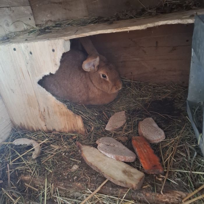 Кролі різного віку.