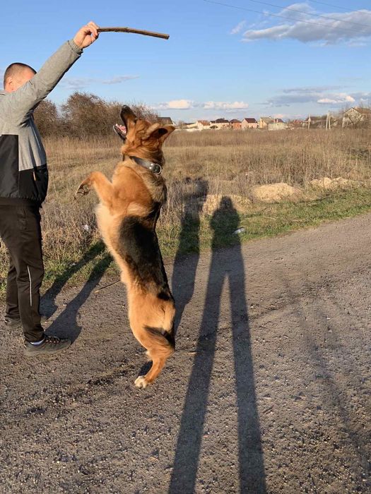 Вязка німецької вівчарки кобель