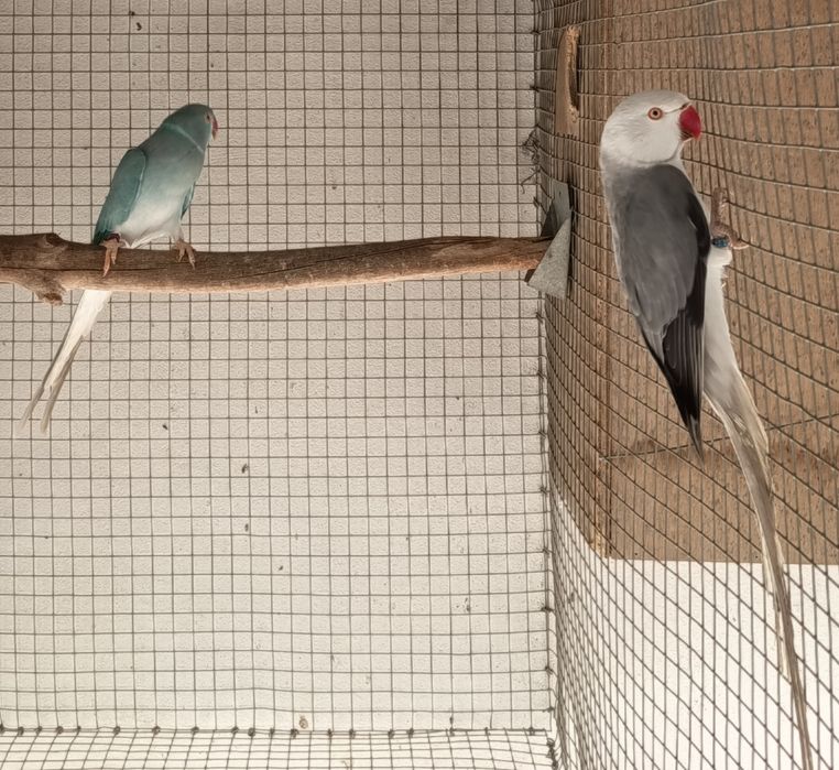 Ring necks CC adultos