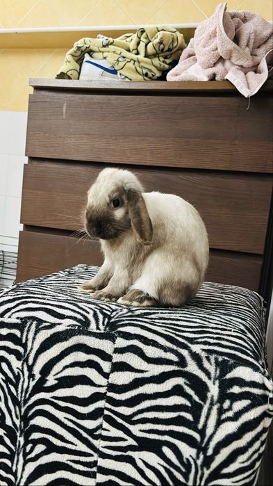 Coelho para doar ( com gaiola )