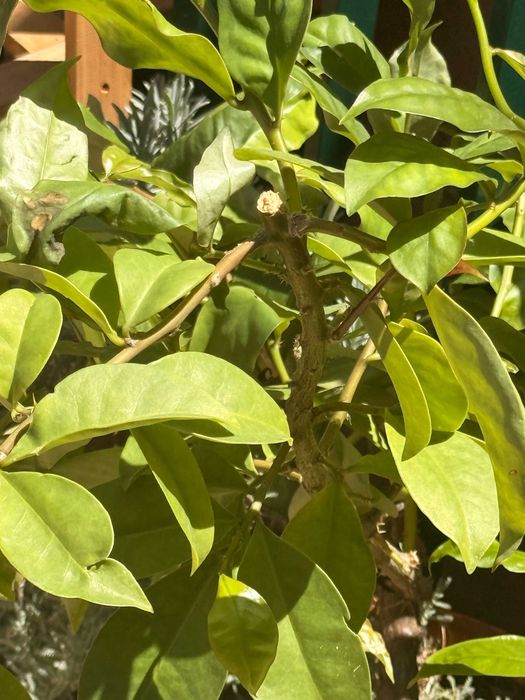 Arvore Citrica - Planta para jardim