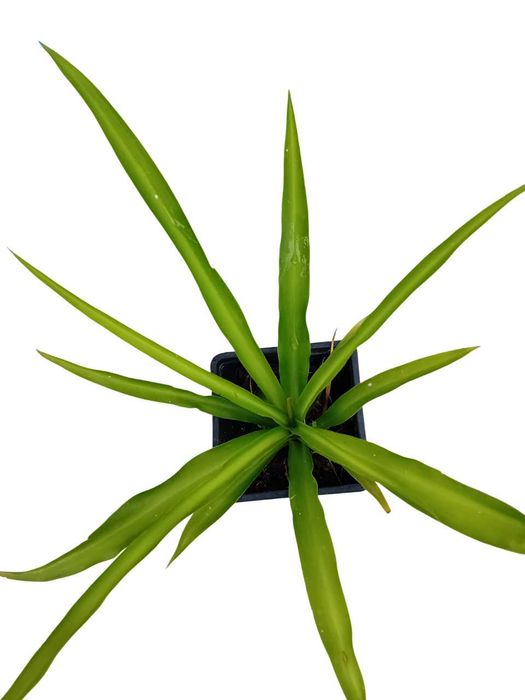 Planta aranha Chlorophytum Comosum
