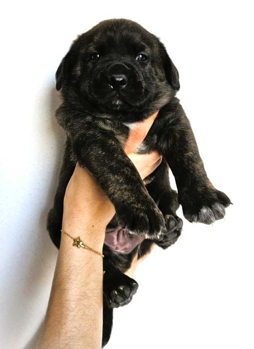 Cachorros Boxer e Labrador para Adoção
