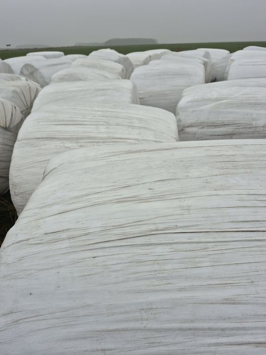 Sianokiszonka z lucerny