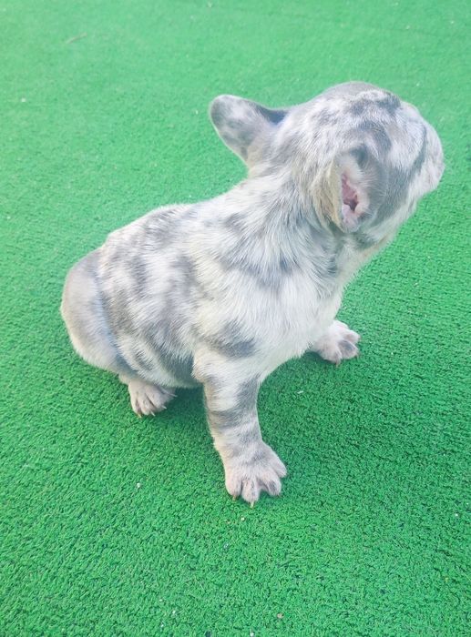Bulldog francês fêmea blue Merle