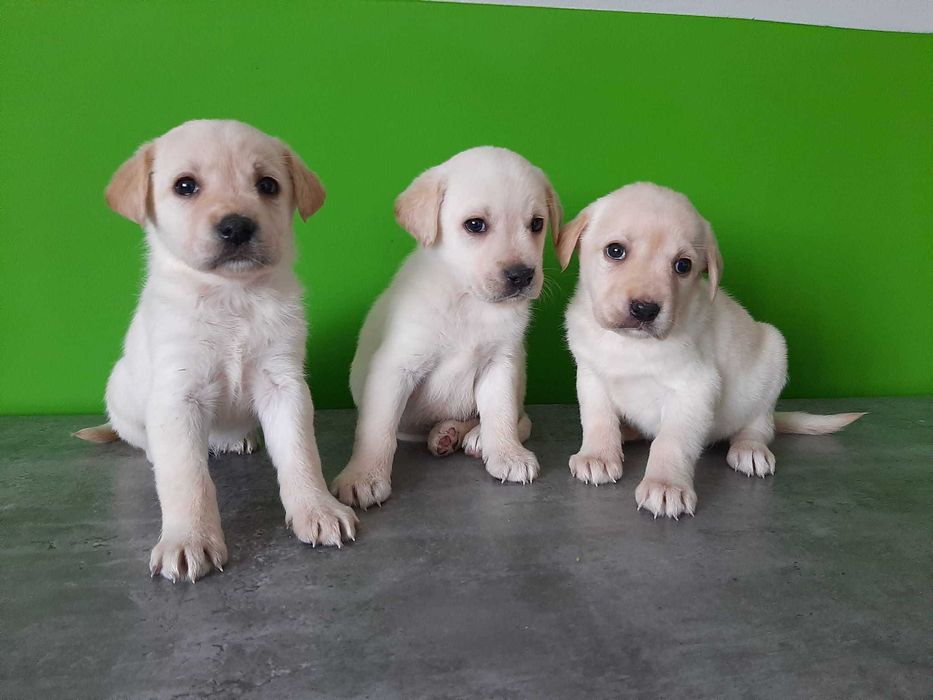 Labrador Retriever szczeniaczek