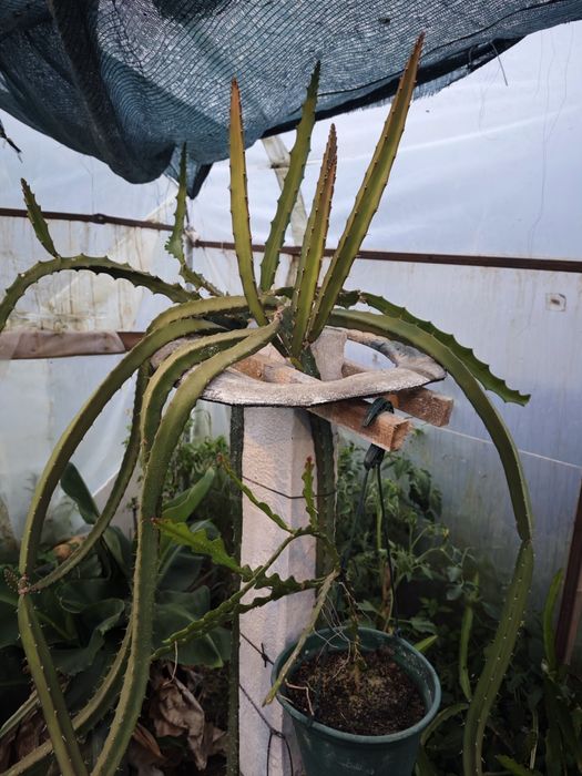 Pitayas auto fértil , autoplonizaveis e comuns  de várias variadades