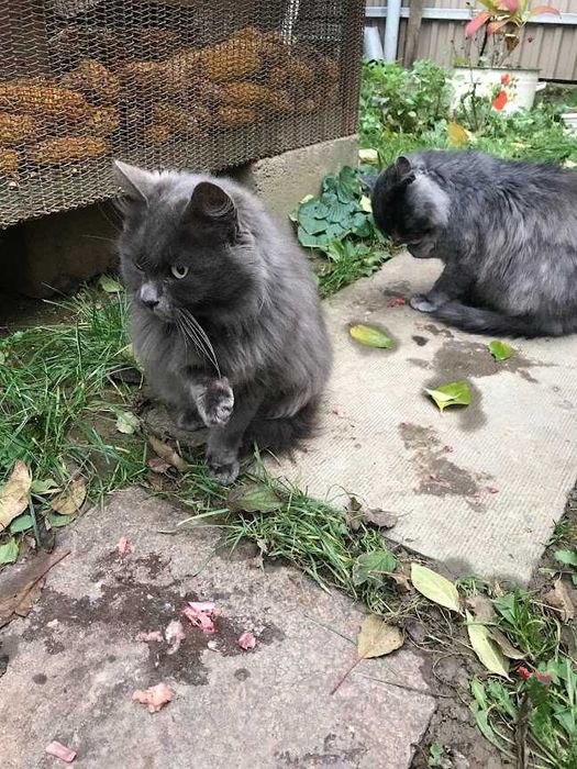 Кіт та кішка ,,нібелунг".