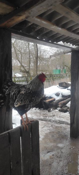 Молоді півники породи віандот срібло