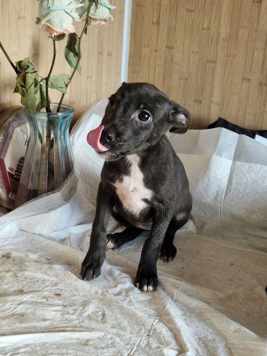 Цуценята мама стаф,безкоштовно