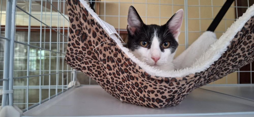 Dwie piękne, młode kotki szukają domu