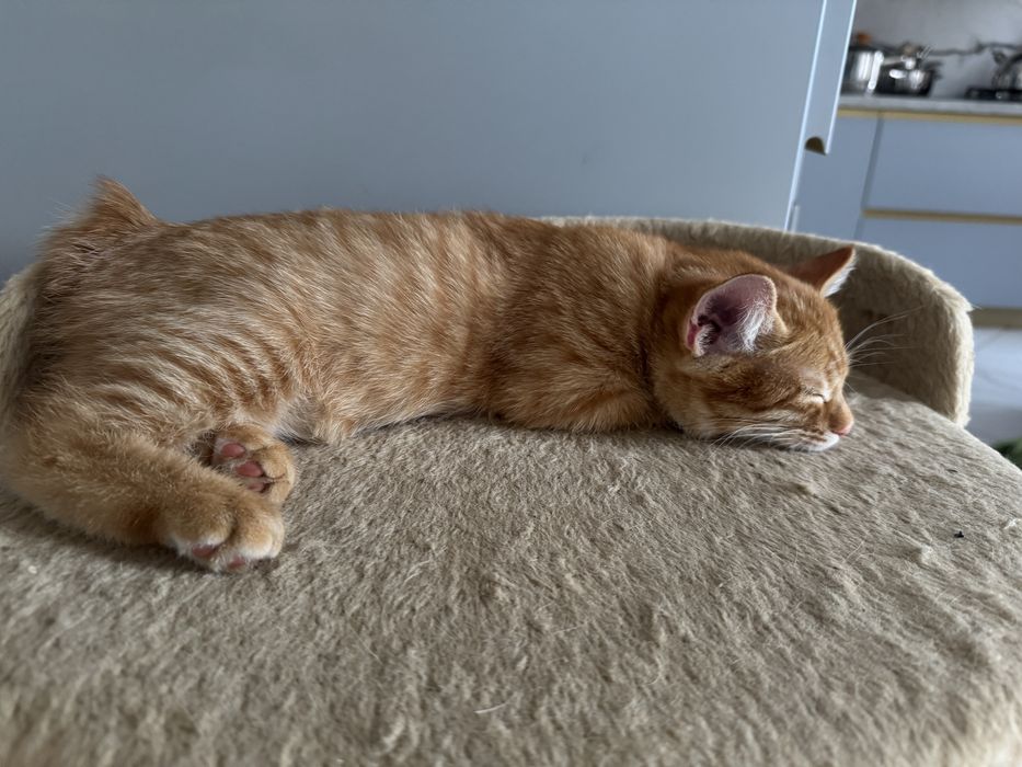 Котика курильсбкого бобтейла