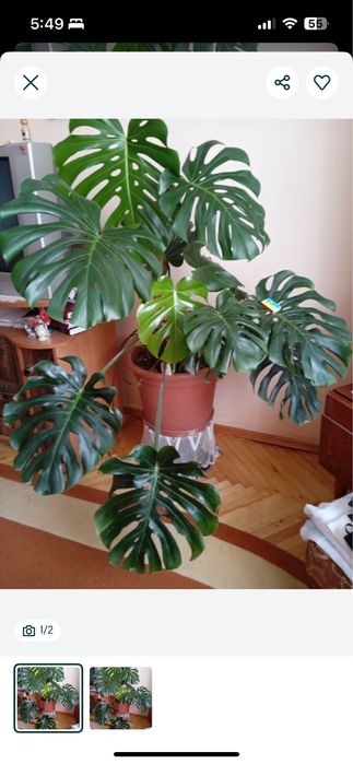 Монстера драцена