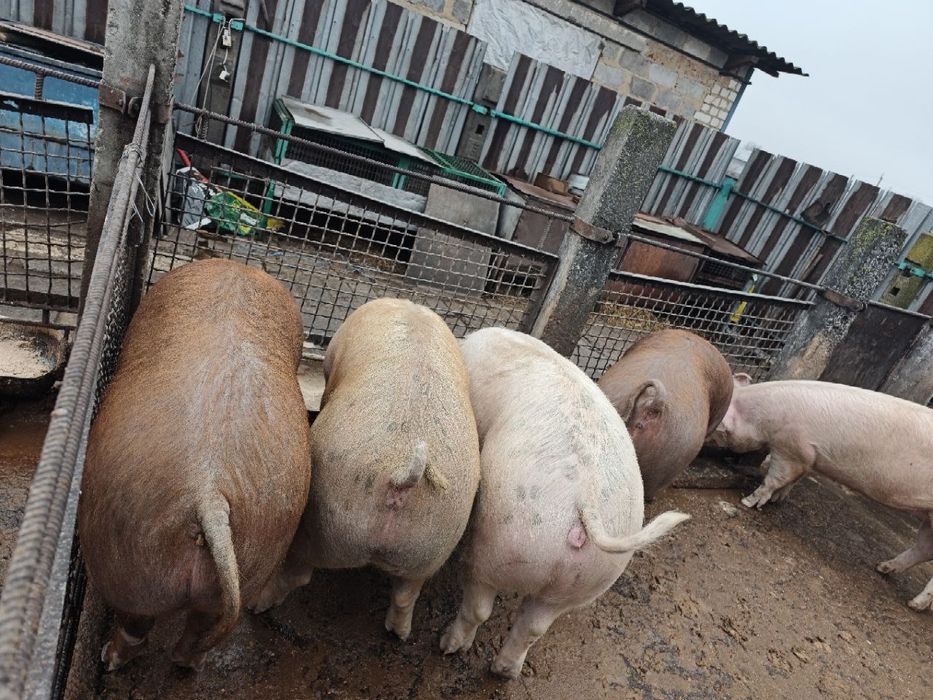 Терміново продам свиней живою вагою