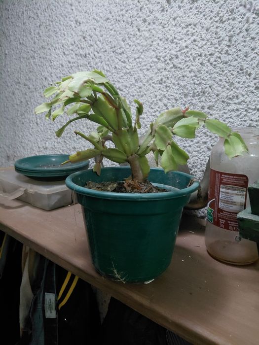 Vaso com suculenta 5€