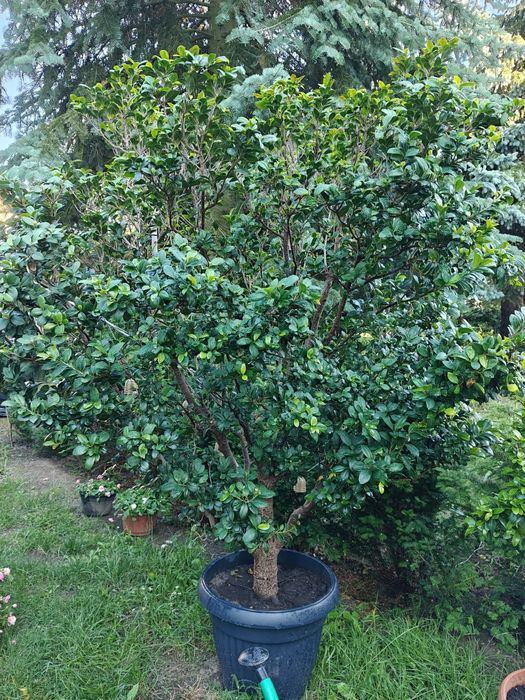 Drzewko bonsai  14-letnie