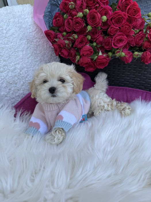 Красиві цуцики на подарунок