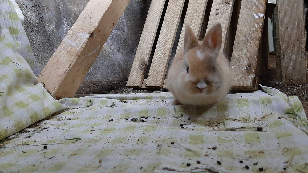 Coelho Angorá anão