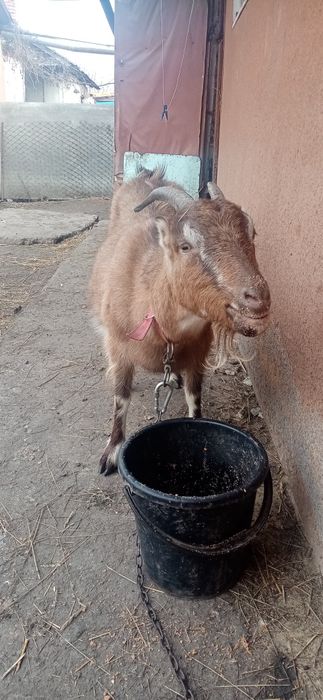 Продам козу вже погуляну