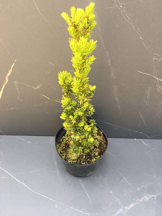 Cis pospolity (taxus media hilii)
