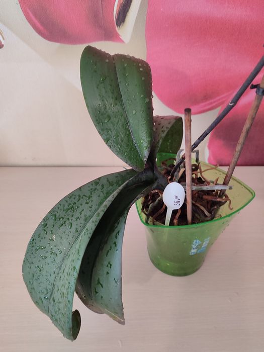 Орхидея цветущая