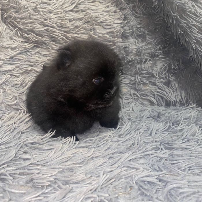 Мини шпиц щенки