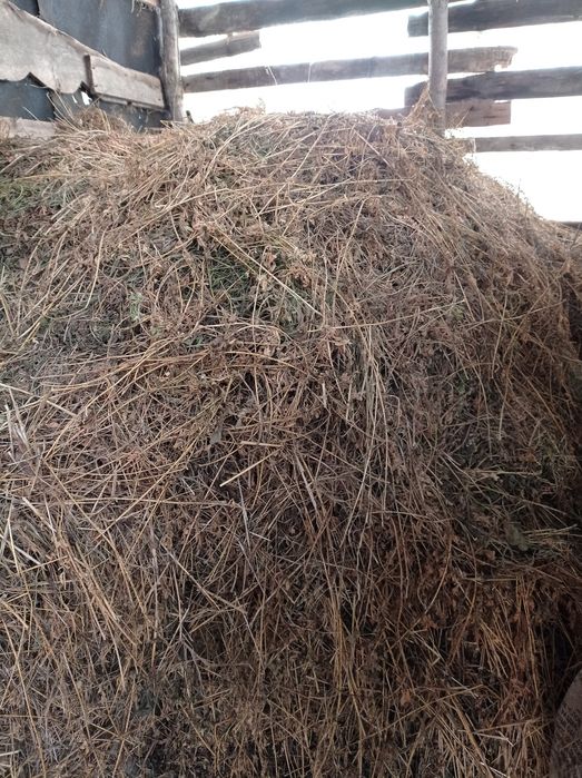 Люцерна не в тюках