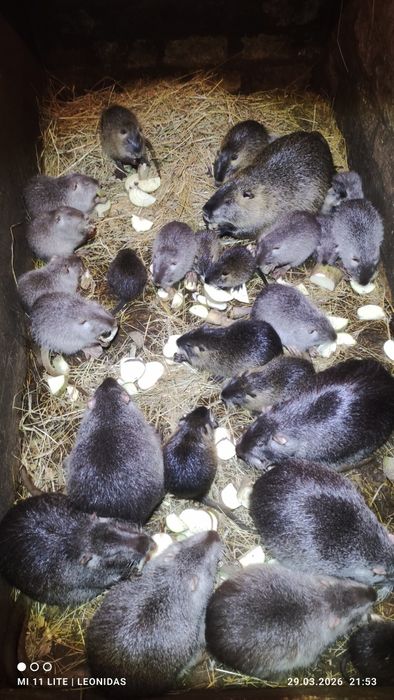 Круті, ручні тварини!