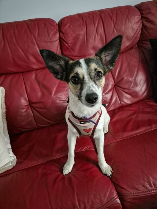 Młodziutka Psotka do adopcji.