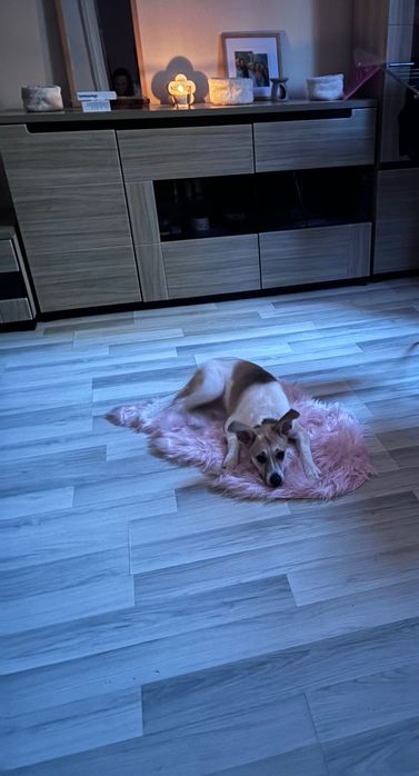 Oddam psa w dobre ręce z powodu alergii dziecka