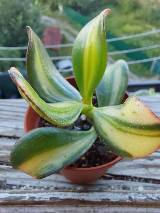 Aeonium fiesta var доросла рослина