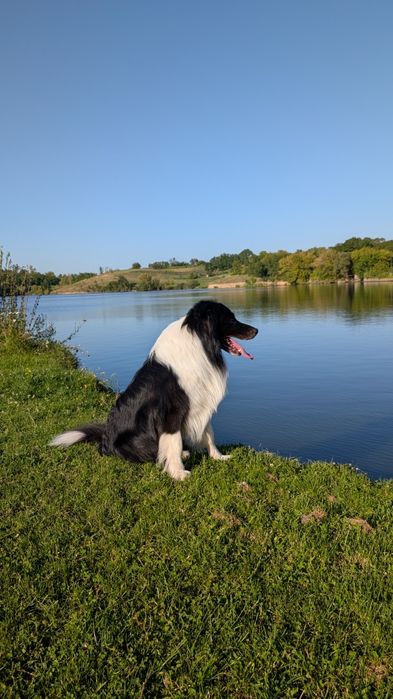 В'язка бордер коллі хлопчик