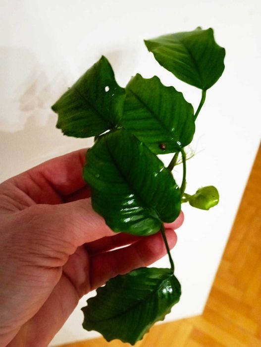 Anubias - roślinka akwariowa