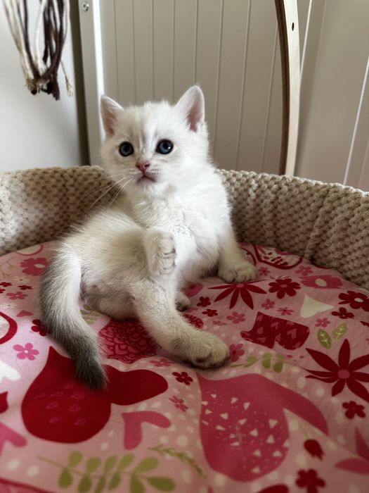 Kot brytyjski kocurek