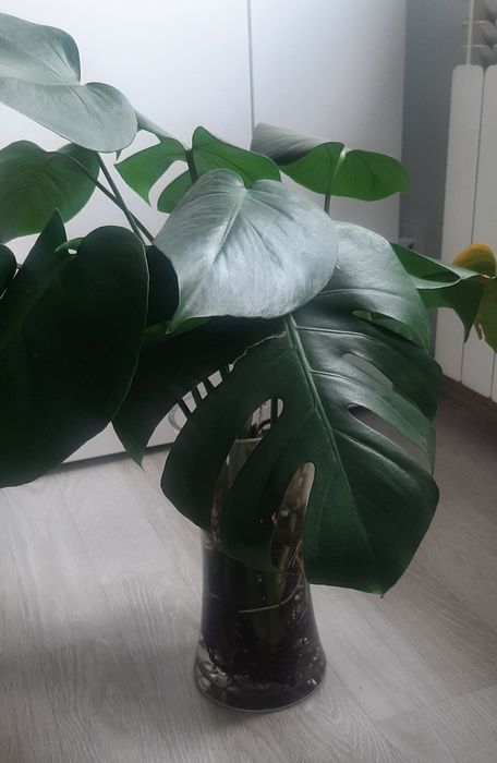 Monstera Deliciosa sadzonki