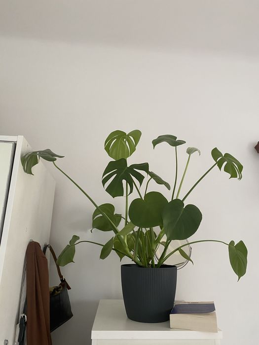 Sprzedam monstere 85 cm