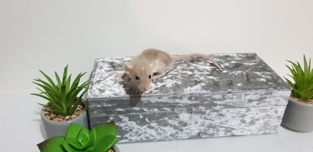 Szczur szczury szczurki przyjazne maluchy =)