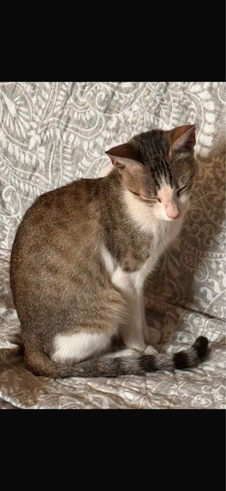 Gatinha para adoção responsável
