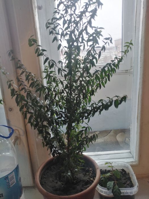 Продам молоденький мірт