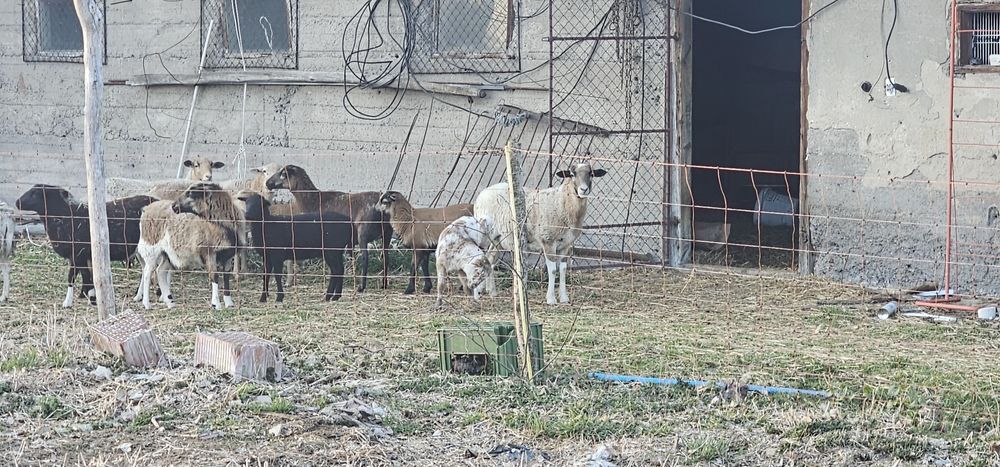 Sprzedam barany owce