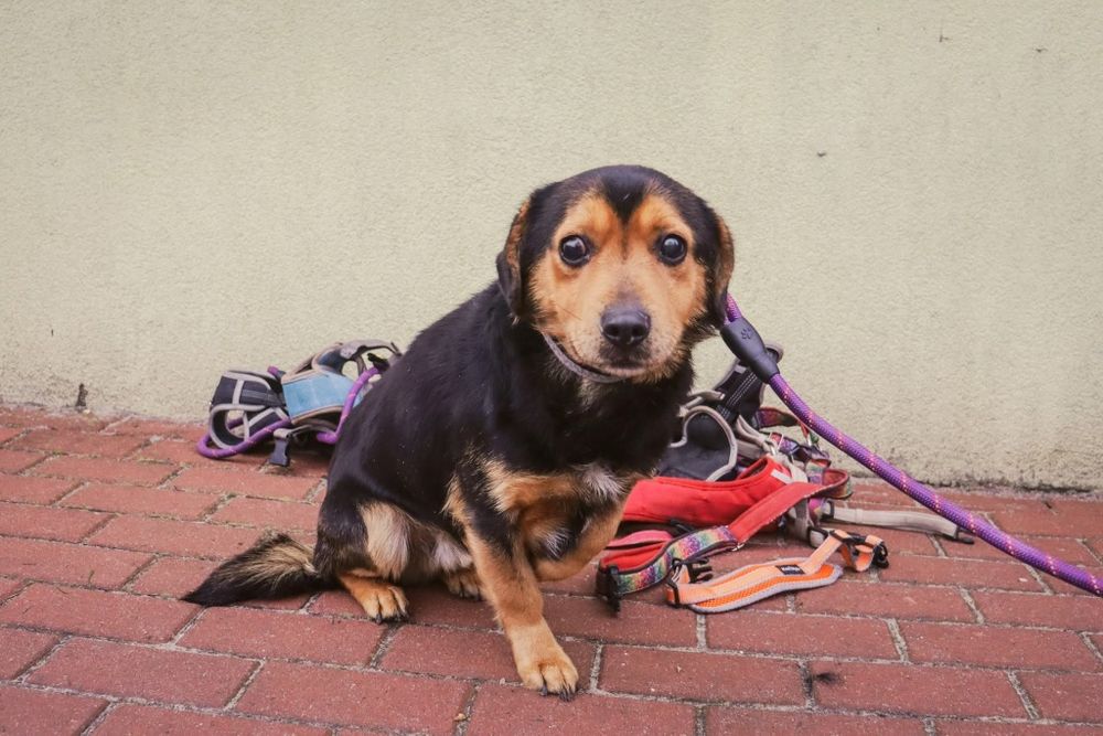 Travisek kochamy samczyk