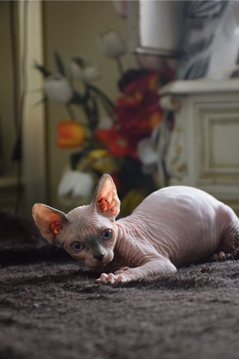 Lyborius Legacy - Canadian Sphynx