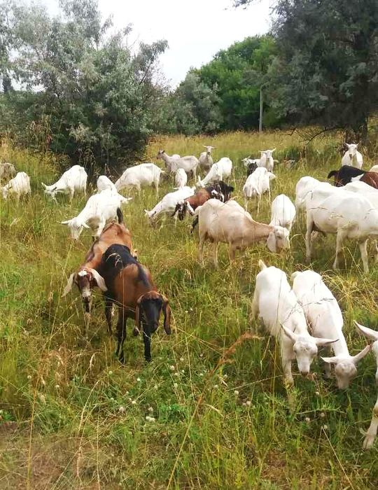 Молоко козье (зааненской и англо-нубийской породы коз).