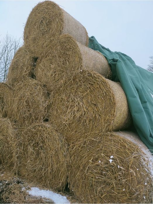 Bele siana. Słoma, siano. Sianokiszonka