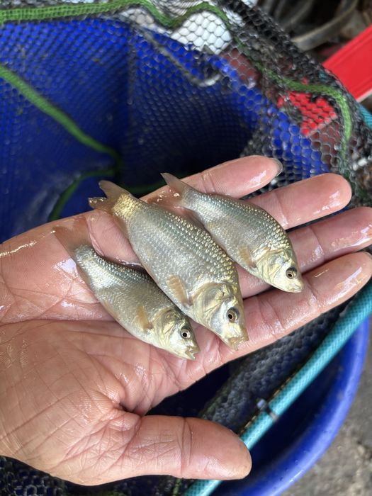 Narybek karpia, karp