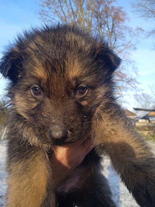 Цуценя німецька вівчарка два місяці