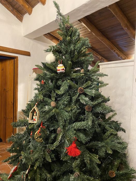 Pinheiro de natal