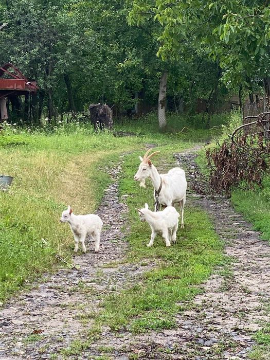 Продаються хороші кози