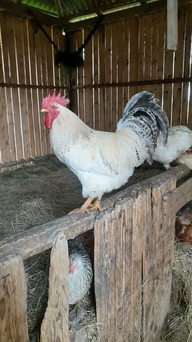 Півень, кугут, кури