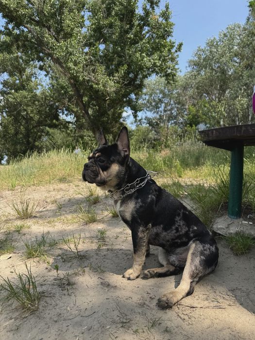 Вязка Французкий Бульдог